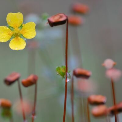 8. Platz: Andrea Terza - Fingerkraut