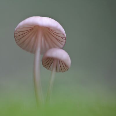 1. Platz: Johannes Wassermann - Pilze