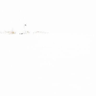 2. Platz: Massimo Santoro - Schneehahn