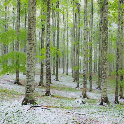 2. Platz: Helmut Elzenbaumer - Buchenwald