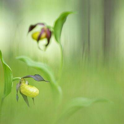2. Platz: Helmut Elzenbaumer - Frauenschuh