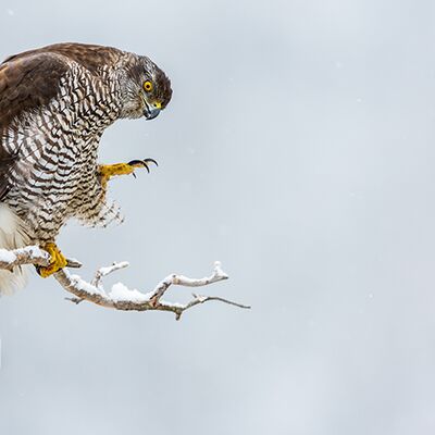 2. Platz: Plaickner Manuel - Gefiederpflege