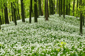 Bärlauchwald
