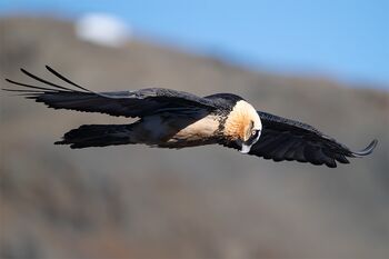 Bartgeier