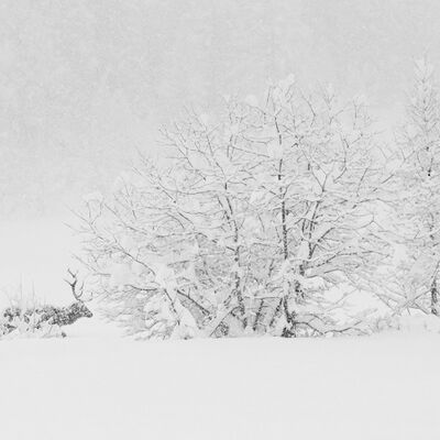 4. Platz: Horst Eberhöfer - Schneefall