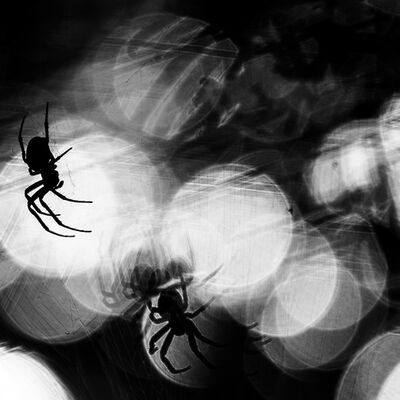 5. Platz: Lukas Schaefer - Spinnen