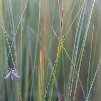 5. Platz: Sepp Hackhofer - Schnake