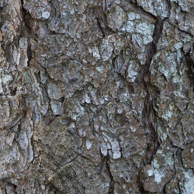 5. Platz: Alfred Erardi - Falter