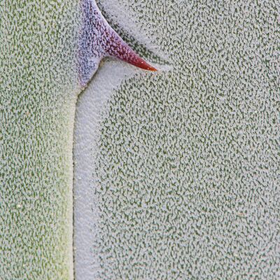 7. Platz: Gerhard Tauber - Aloepflanze