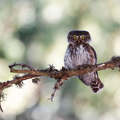 7. Platz: Peter Pliger - Sperlingskauz