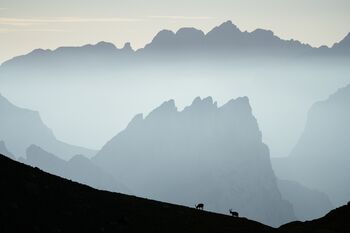 Steinbocke - Dolomiten