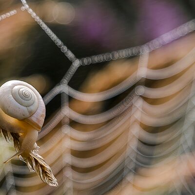 9. Platz: Karl Oberlechner - Schnecke