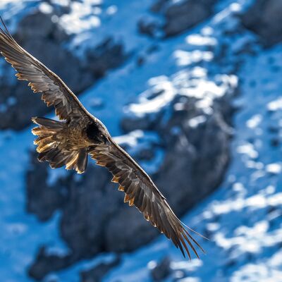 10. Platz: Giovanni Maurizi - Gipeto