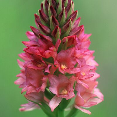 10. Platz: Hans Madl - Mücken-Händelwurz