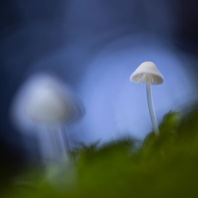 1. Platz: Manuel Plaickner - Pilze