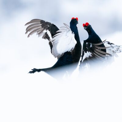 2. Platz: Peter Pliger - Birkhahn Balz