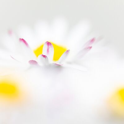 2. Platz: Helmut Elzenbaumer - Gänseblümchen