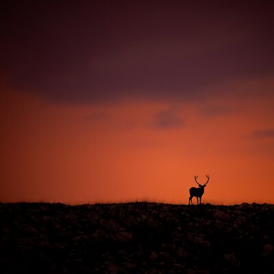 3. Platz: Alex Floriani - König im Abendrot