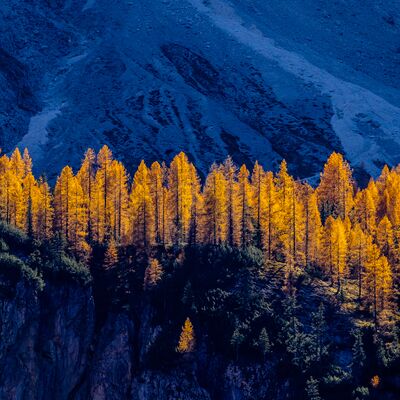 5. Platz: Günther Plaickner - Lärchen