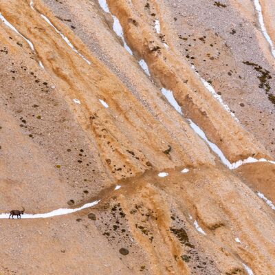 6. Platz: Massimo Santoro - Der einsame Steinbock