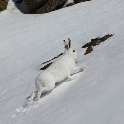 4. Platz: Pallaoro Valter - Lepre variabile