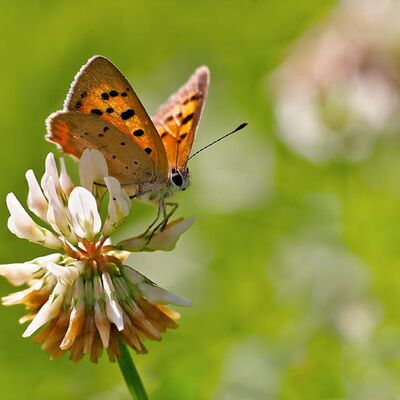 8. Platz: Spornberger Hansjörg - Schmetterling