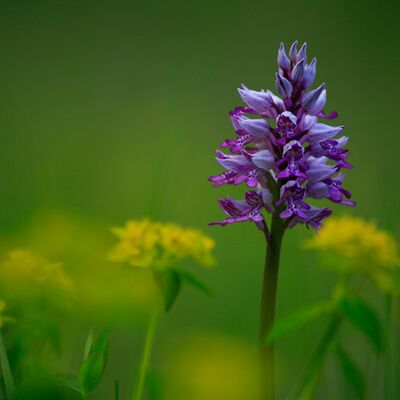 9. Platz: Georg Taschler - Wiese