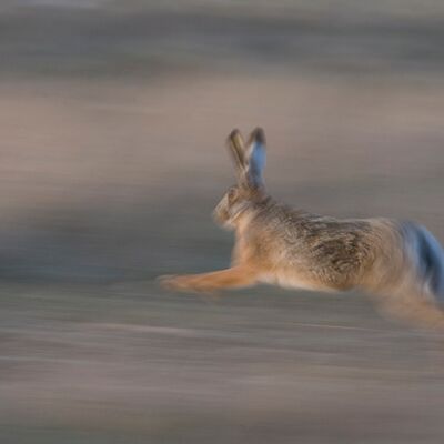 1. Platz: Gerhard Tauber - Hase