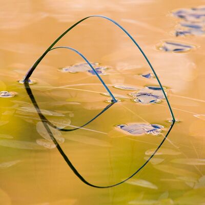 6. Platz: Walter Oberlechner - Gespannt