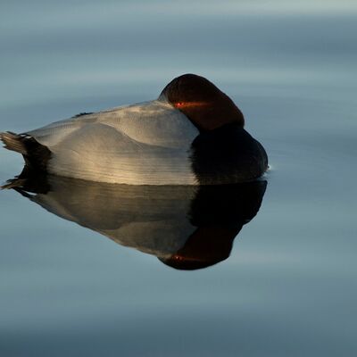 7. Platz: Annamaria Pernstich - Der letzte Lichtstrahl am Abend