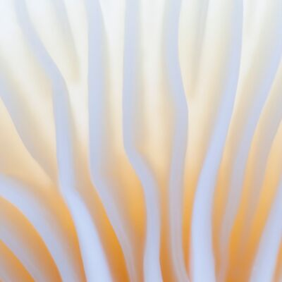 1. Platz: Georg Kantioler - Pilzdetail