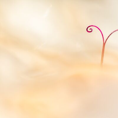 3. Platz: Massimo Santoro - Teufelskralle