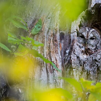 3. Platz: Johannes Wassermann - Waldkauz