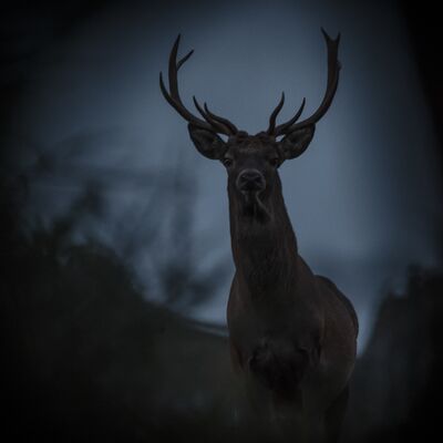 3. Platz: Josef Bachmann - Hirsch - König der Wälder