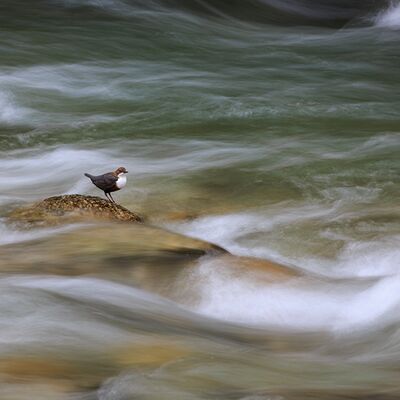 4. Platz: Sepp Hackhofer - Wasseramsel