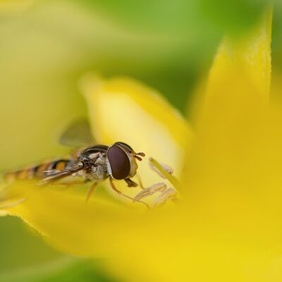 7. Platz: Martin Brugger - Schwebefliege