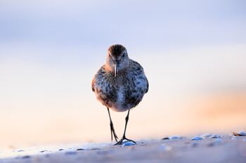 Dunlin