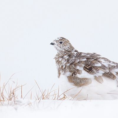 7. Platz: Hugo Wassermann - Alpenschneehuhn