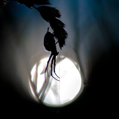 9. Platz: Carlo Dapoz