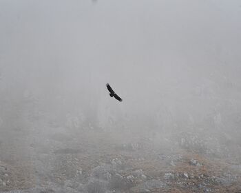 Grifone al Mt Velino