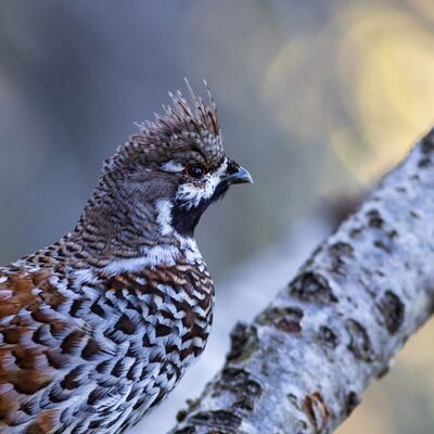 10. Platz: Sepp Hackhofer - In memoriam Gustl