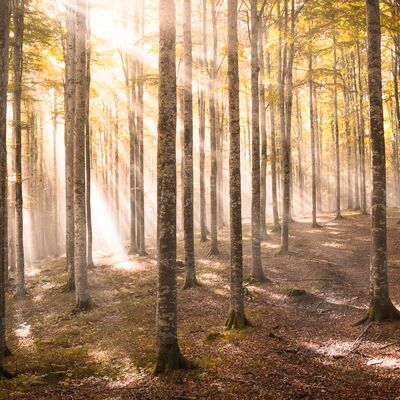 3. Platz: Matthias Gritsch - Märchenwald