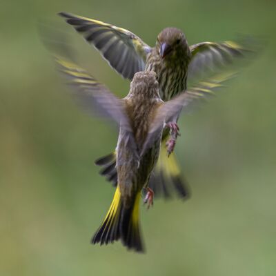 5. Platz: Roberto Siniscalchi - verdoni