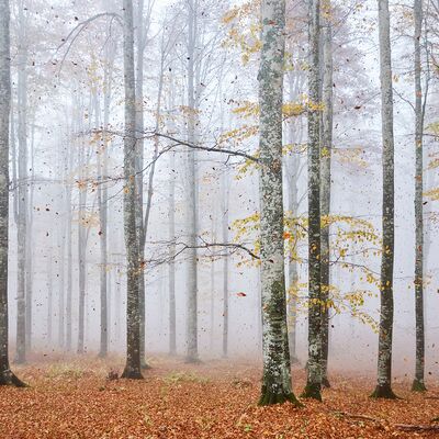 5. Platz: Helmut Elzenbaumer - Sturm im Buchenwald