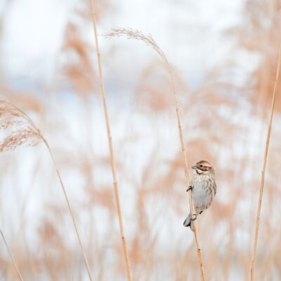 6. Platz: Claudio Sferra - Miss Rohrammer
