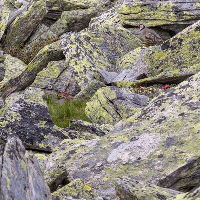 6. Platz: Manuel Plaickner - Steinhuhn