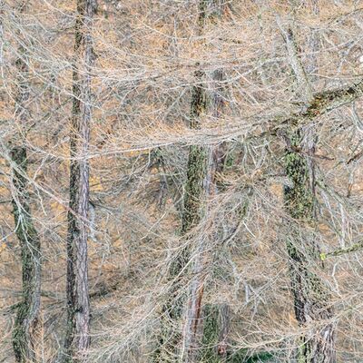 7. Platz: Claudio Sferra - Lärchenwald