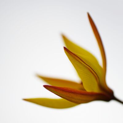 7. Platz: Franz Josef Somvi - Wildtulpe