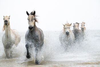 Camargue