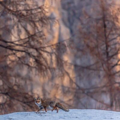 9. Platz: Günther Plaickner - Fuchs